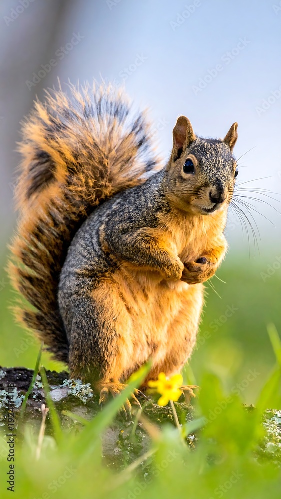 Fototapeta premium Fuzzy squirrel perched on a log amidst lush green grass, illuminated by warm sunlight