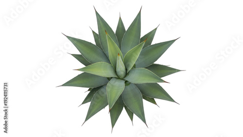 Isolated Agave plant with spiky leaves pointing upward, a drought tolerant succulent plant