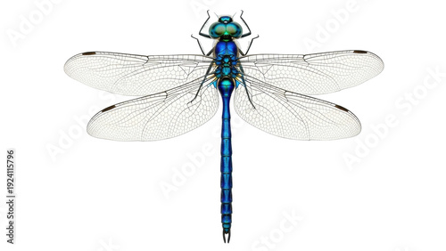 Bild auf Leinwand Isolated blue dragonfly with iridescent body and delicate wings on a clean backg