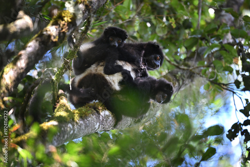 Milne-Edwards’s Sifaka (Propithecus edwardsi) Mother with Twins – One Infant Looking Directly at Camera