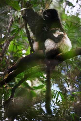 Milne-Edwards’s Sifaka (Propithecus edwardsi) Mother with Twins Sitting in Rainforest Canopy