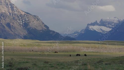 Wallpaper Mural Bisons grazing in a field with snow capped mountains in Waterton Lakes National Park in Alberta, Canada Torontodigital.ca