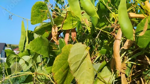 Yellow and green bean pods hanging from branches, Close-up of fresh green and yellow bean pods hanging from vines in an organic garden under a clear blue sk