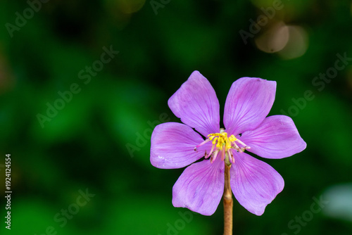 A single purple Melastoma malabatricum flower in its natural habitat. Exotic, Wild Flower.