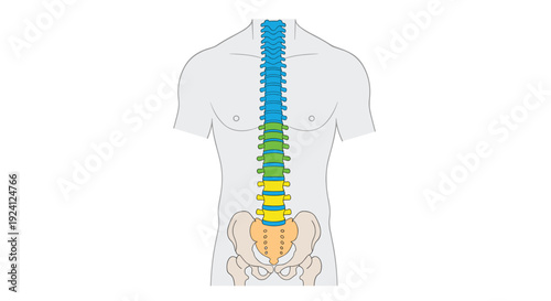 A human torso displays a colorful, segmented spine and pelvis.