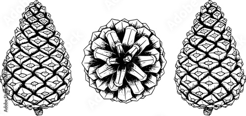 Detailed Black And White Line Of Pine Cones White Background pinecone nature