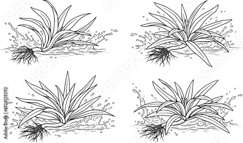 Line of aquatic plants with visible roots and water splashes