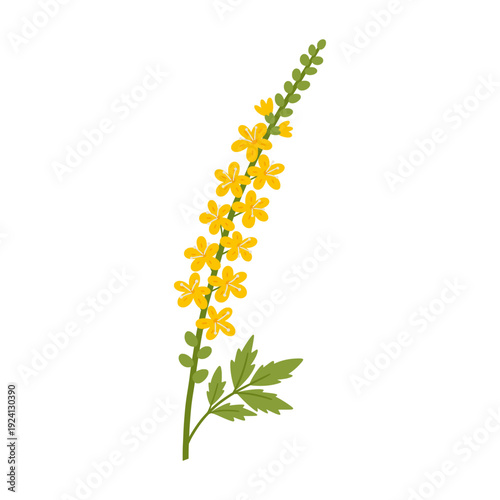 Canvas Print Agrimony flower clipart