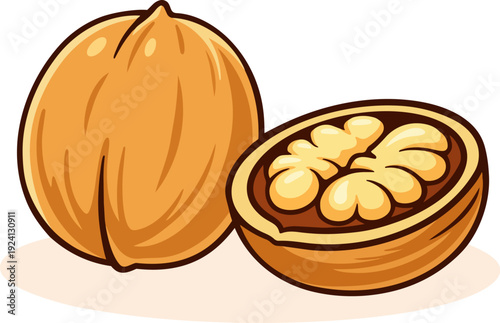 Vector illustration of whole walnut and cracked walnut half with kernel isolated on white background. Flat cartoon style nut illustration. 