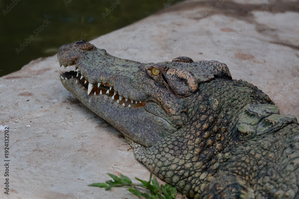Fototapeta premium The crocodile is show head near the river
