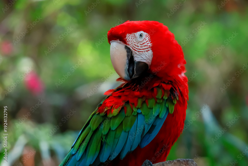 Obraz premium Close up head the red macaw parrot bird is sleep