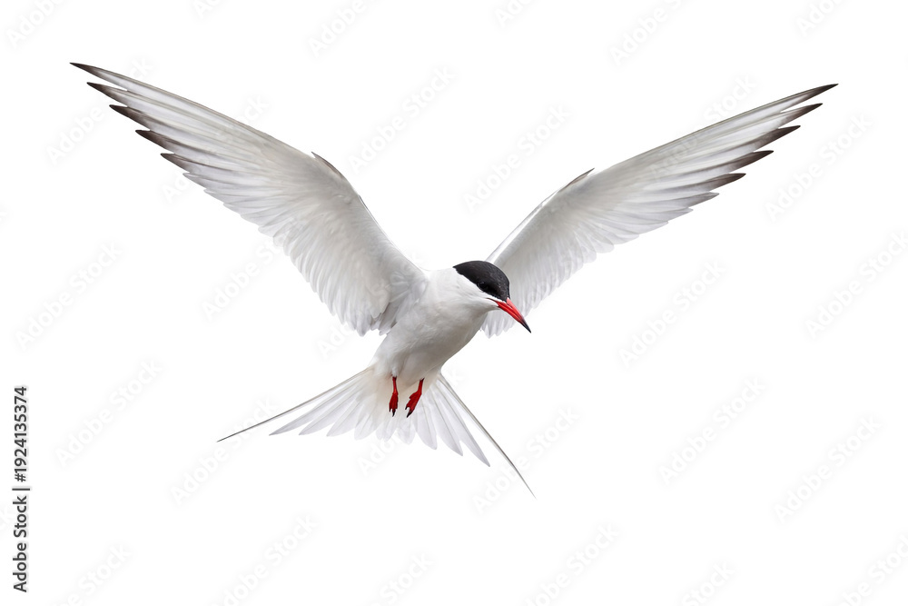 Obraz premium Elegant White Tern in FlightIsolated on transparent background Graceful Seabird Wings Spread