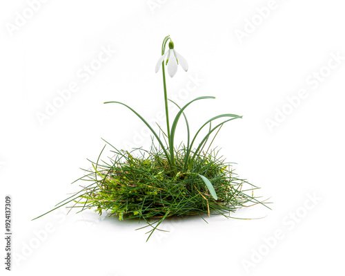 Schneeglöckchen auf einem Stückchen Gras isoliert auf weissem Hintergrund