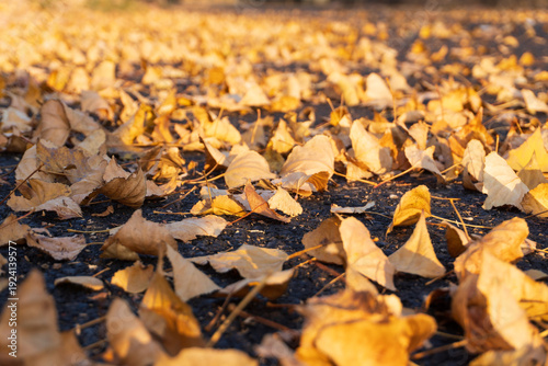 Fotografi Fallen yellow autumn leaves covering an asphalt road