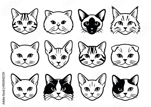 bundle of cats feline animals icons vector illustration design
