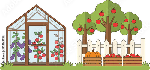 Flat vector illustration of a garden greenhouse with tomatoes and eggplants, next to an apple orchard with fruit trees, pumpkin crates, and a white fence.