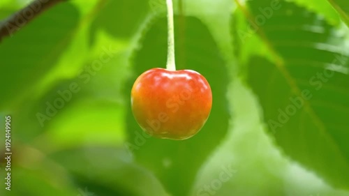 Ripening cherry fruit on a tree branch from green to red, illustrating the growth process and natural transformation