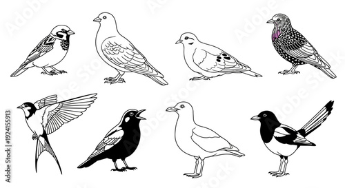 A collection of various bird species illustrated in black and white line art.