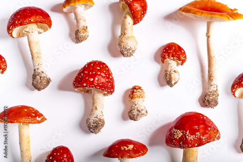 Photos Pattern of red Amanita muscaria mushrooms on white background.