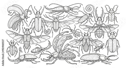 Collection of Various Insects and Beetles.