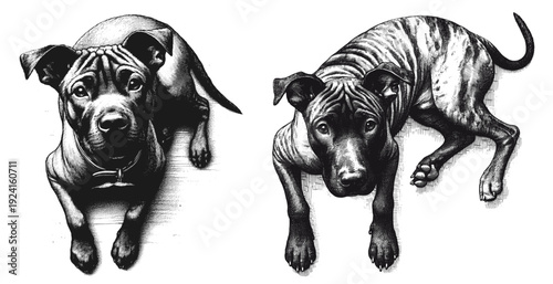 Top view of Thai cute short-haired dog line art drawing sketch vector hand drawn illustration svg