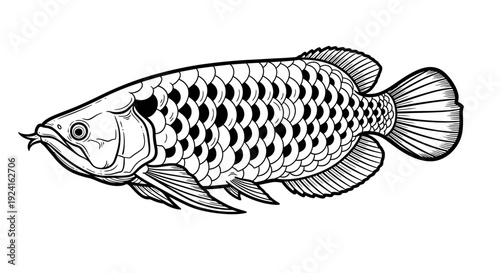 Black and White Illustration of Fish.