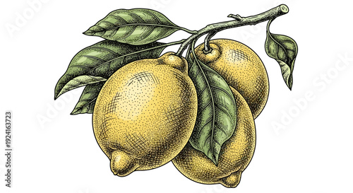 Three Lemons on Branch with Leaves.