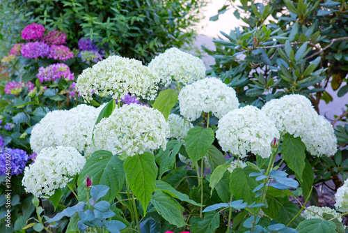 White Annabelle hydrangea flowers in a German garden.
