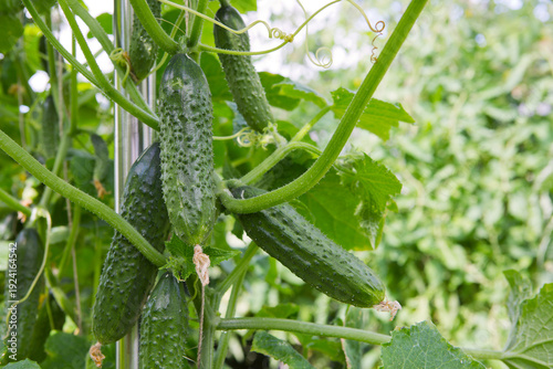 The bush cucumbers hang on the trellis in the garden .