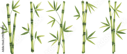 Five green bamboo stalks with leaves arranged in a row on a white background nature