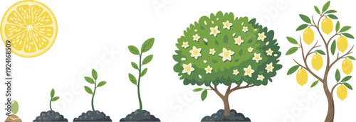 Stages of a lemon tree growth from seed to fruit-bearing tree with a lemon slice