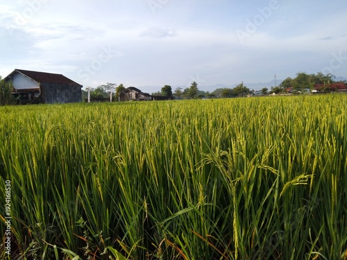 Lush green rice field landscape with traditional houses and clear sky
