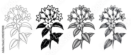 Set of four botanical flower illustrations showcasing different artistic techniques from simple line art and silhouette to detailed engraving and stippling