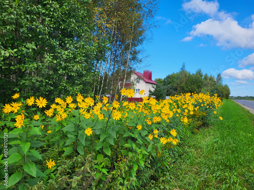 Yellow Jerusalem artichoke flowers grow against a background of blue sky and trees.