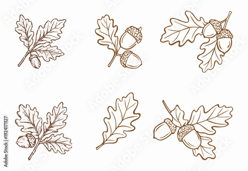 Oak Leaf and Acorn Doodle Set – Autumn Botanical Line Art Illustration Collection