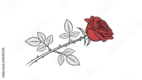  Red Rose Illustration.