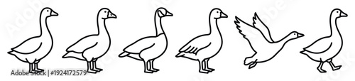 Set of hand drawn goose illustrations shows the bird in various poses including standing, walking, and flying, rendered in a simple black and white line art style