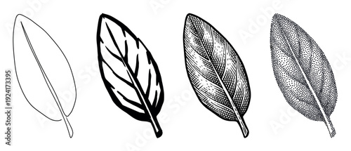 Four black and white leaf illustrations showing different artistic techniques from simple outline to bold ink, detailed hatching, and stippling dotwork in a vintage engraving style