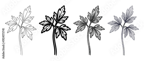Set of four parsley leaf illustrations showing different artistic styles including line art, silhouette, vintage engraving, and modern stippling for botanical design concepts