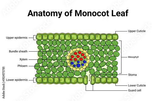 Detailed cross section diagram of monocot leaf anatomy 
