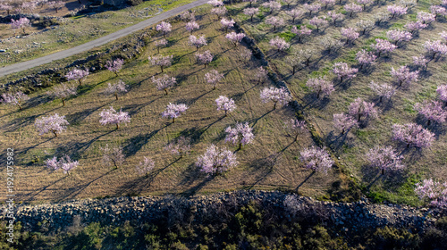 Aerial view of blooming almond orchard with long shadows in spring, Spain
