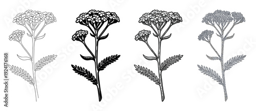 Yarrow flower botanical illustration set of four black and white drawings in outline, silhouette, engraved, and pointillism styles, a classic medicinal wildflower
