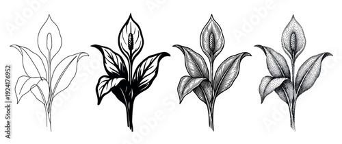 Four peace lily flower illustrations in different artistic styles including line art, solid black, engraving, and stippling, creating a beautiful botanical collection for design