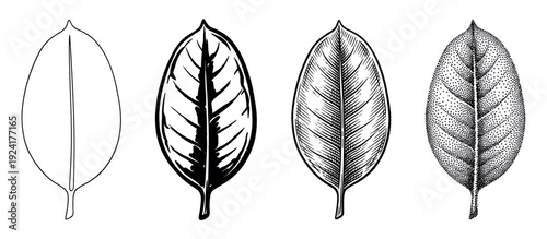 Set of four vintage leaf drawings demonstrating various illustration styles from simple line art and bold ink to detailed hatching and classic stippling techniques