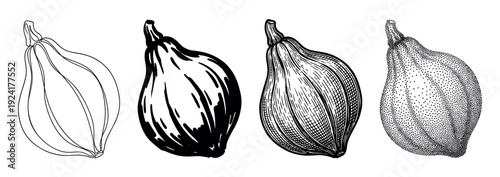 Four different black and white illustrated squash designs showcase various artistic drawing techniques, including outline, solid fill, hatching, and stippling, presented horizontally