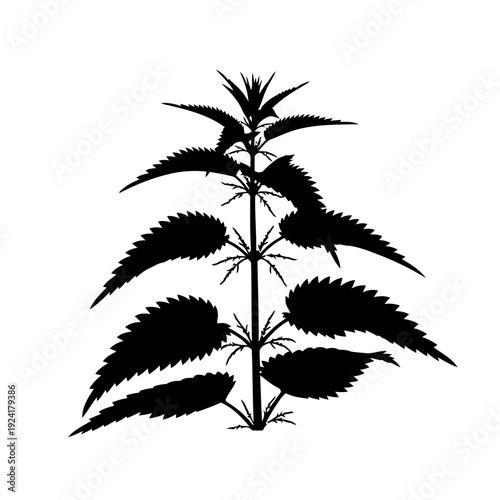 Wild Edible Stinging Nettle Plant Silhouette for Foraging - Natural Medicine Concept