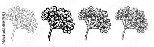 Four distinct black and white botanical illustrations showcase various artistic interpretations of a flowering plant cluster, featuring outline, solid, hatched, and stippled styles