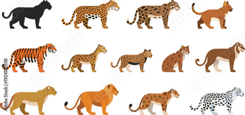 Photography Big cats flat vector set with lion tiger leopard cheetah characters