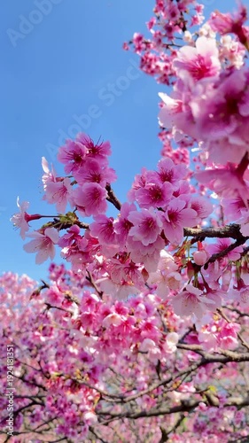 The beautiful pink cherry blossoms in spring time. Cherry blossoms over blue sky. 