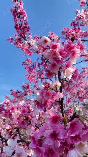 The beautiful pink cherry blossoms in spring time. Cherry blossoms over blue sky. 